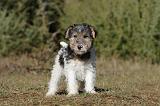 FOX TERRIER 423